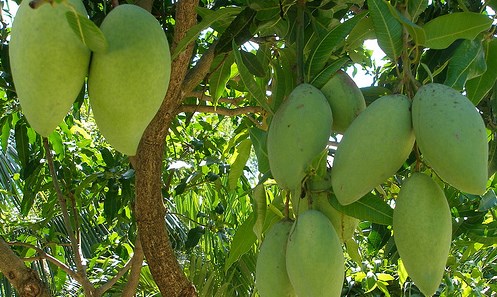 Cây xoài (Bài đọc hiểu tiếng Việt lớp 4 - đê số 9)